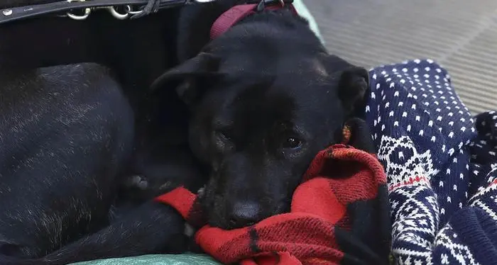 Enpa: «Anche i senza fissa dimora con un cane hanno bisogno di un posto al caldo»