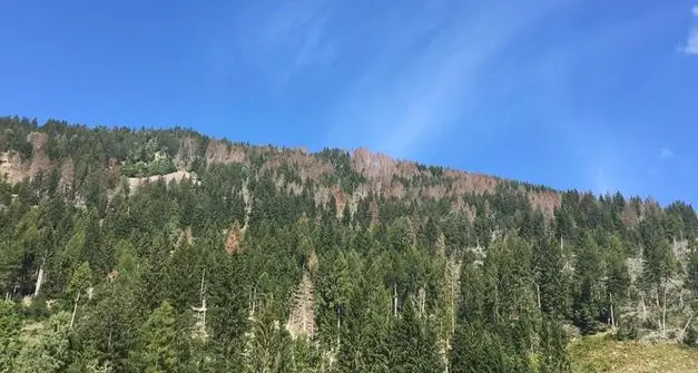 Cala la diffusione del bostrico in Trentino: è l'effetto delle temperature al di sotto della media