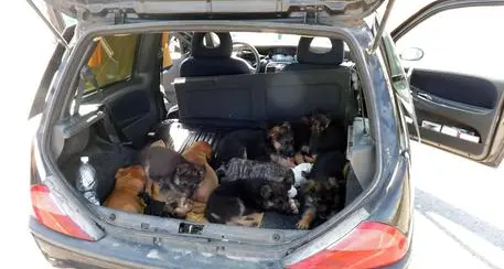 Aumentano i reati contro gli animali in Trentino