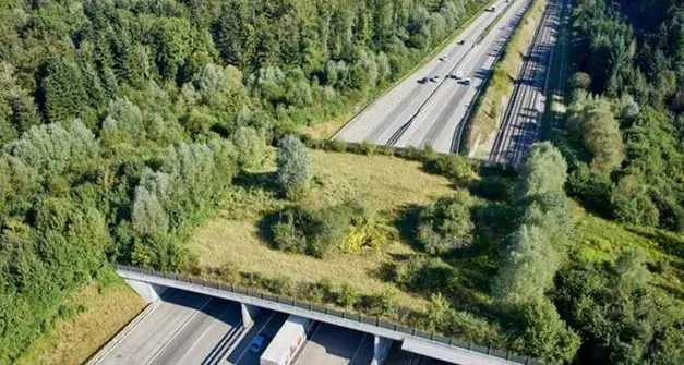 Orsi, monito di Enpa: «Contro gli investimenti servono sovrappassi e ponti verdi»