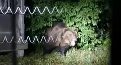 La Lav chiede la grazia per gli orsi trentini M49 e M57