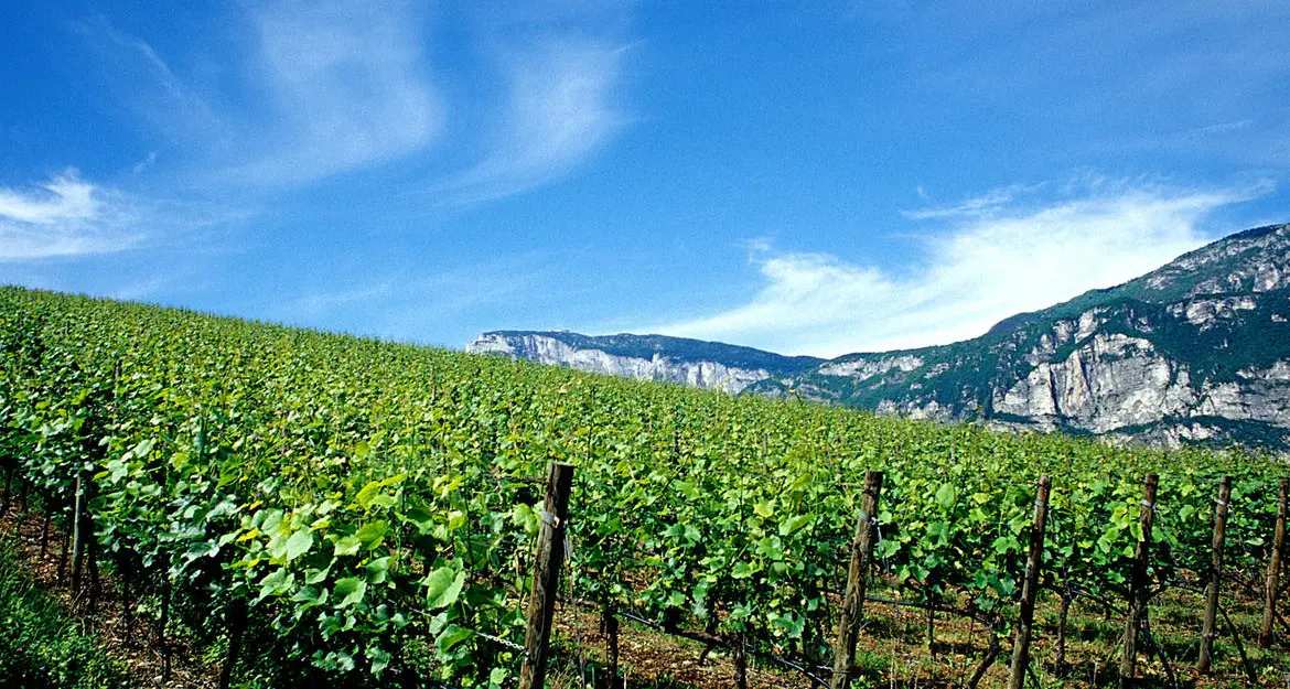 Tre milioni di euro per far ripartire (dopo la pandemia) l’enoturismo trentino