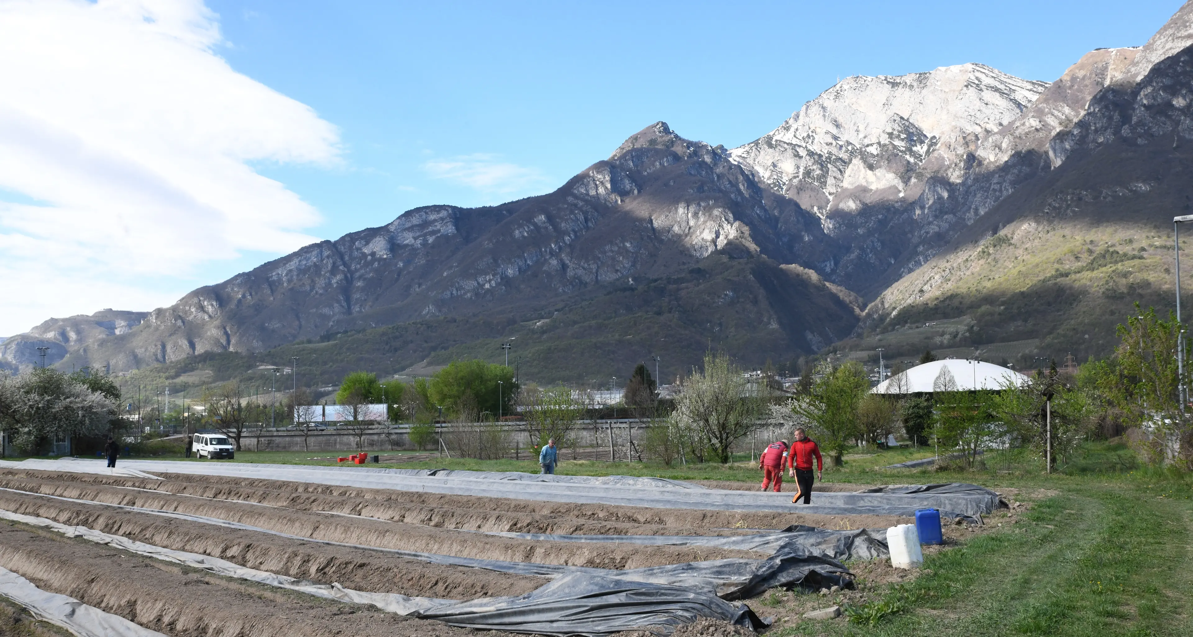 Gli asparagi? Si coltivano anche a Trento sud, nelle campagne accanto al palasport