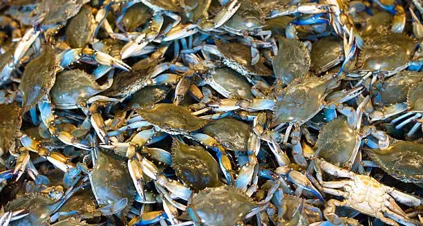 Lago di Garda, per il Wwf l'invasione del granchio blu è cosa certa