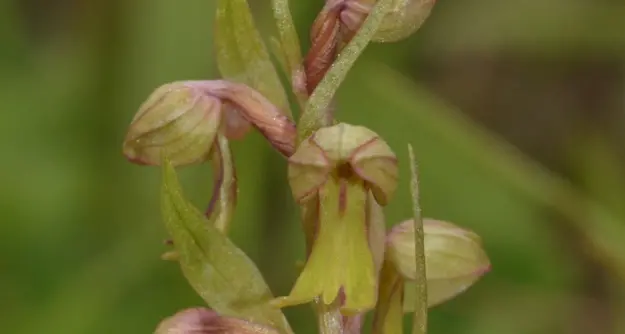 Scoperta orchidea spontanea a 3.150 metri nel Parco naturale Adamello-Brenta: è l’effetto del cambiamento climatico