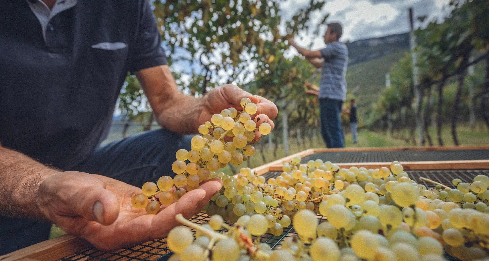 Torna DiVinNosiola, protagonista il celebre vitigno della Valle dei laghi