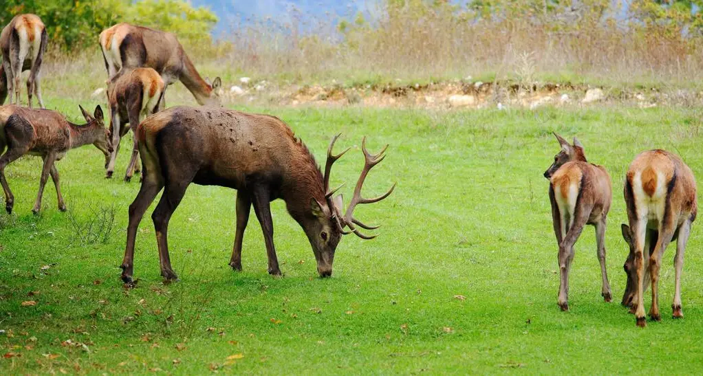 Parco dello Stelvio, dal 7 novembre il via all'abbattimento di 400 cervi: “Troppi danni all’ambiente”