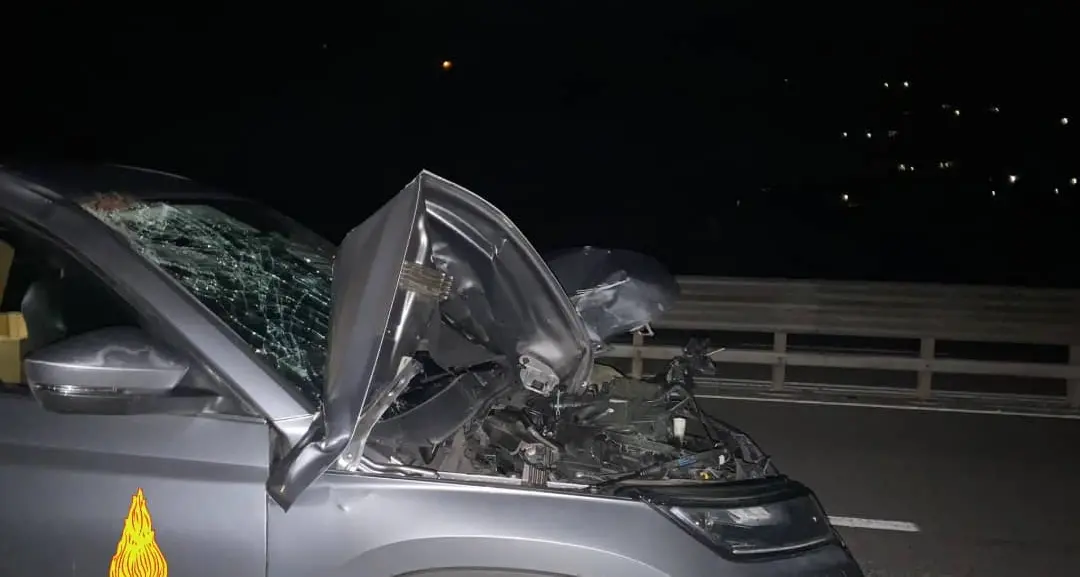 Auto investe un cervo sulla Valsugana, morto l’animale