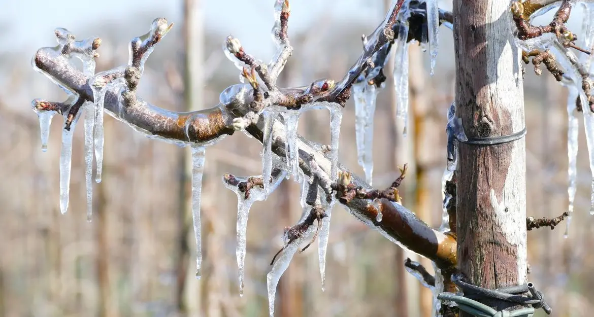 In Trentino per tre notti c’è il rischio gelate