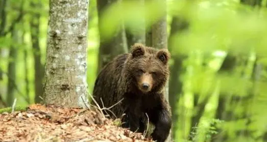 Orsi, gli animalisti annunciano ricorso alle istituzioni europee contro il ddl della Provincia di Trento