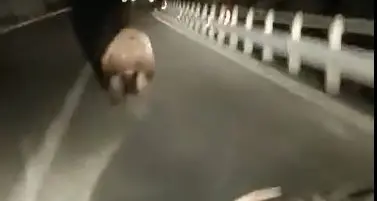 Orso investito in val di Non: l’Enpa ha presentato la denuncia