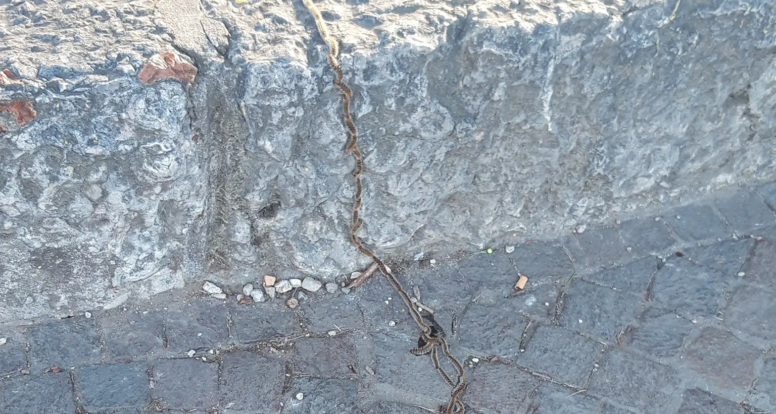 Con il caldo nel fondovalle trentino la processionaria è scesa dagli alberi