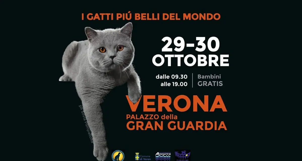 L’esposizione dei gatti più belli del mondo è a Verona