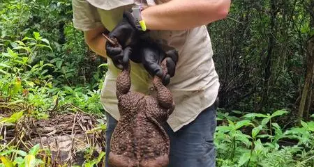 “Toadzilla”: un rospo gigante trovato in Australia