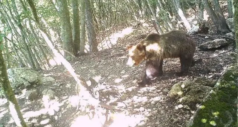 Dopo l’abbattimento dell’orsa, arrivano le denunce dagli animalisti: “Animale ucciso senza necessità”