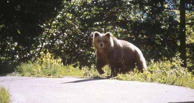 Manifesti pro lupo e orso degli ambientalisti a Trento: «Una montagna con loro è una montagna più alta»