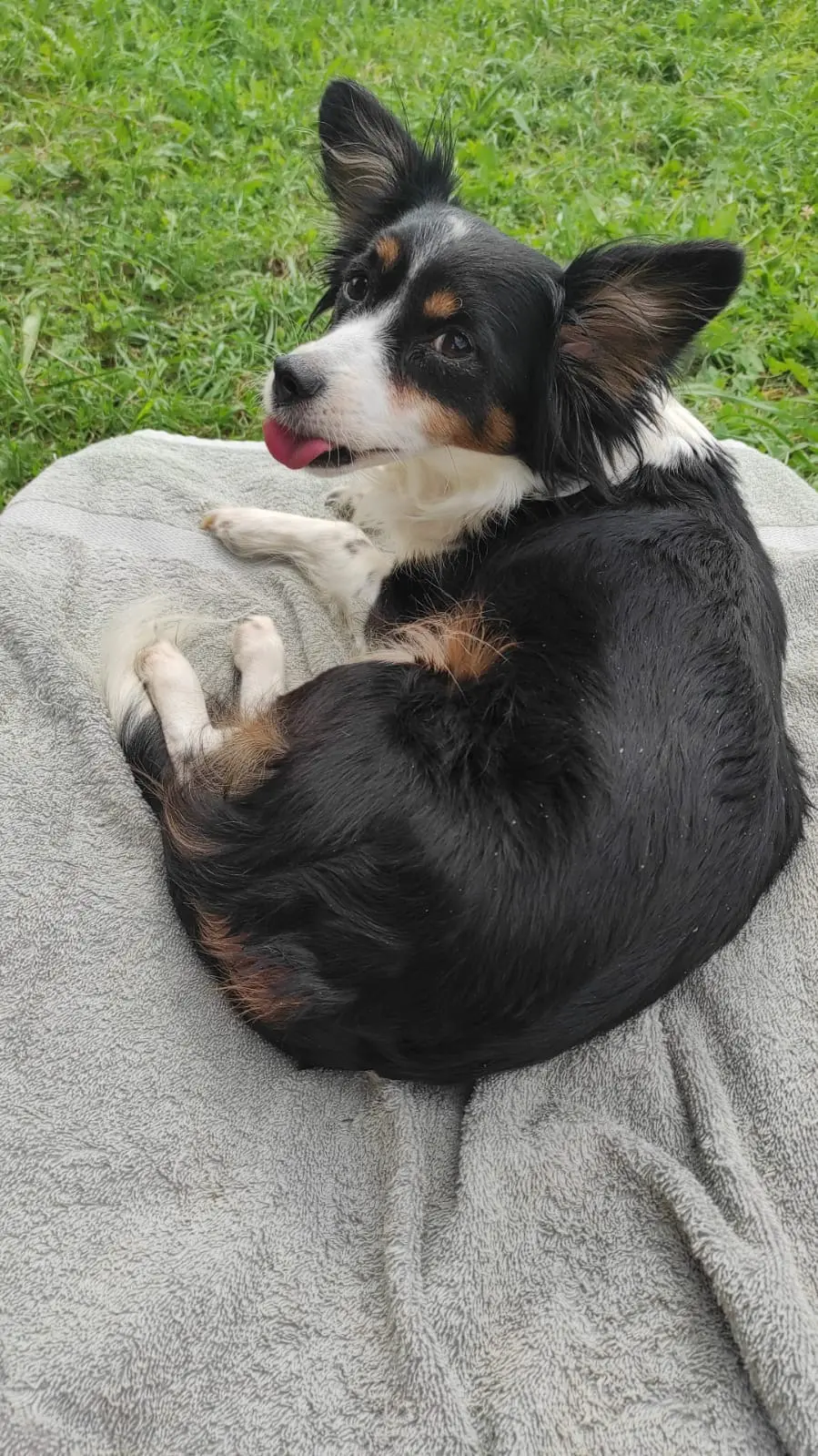 A Trento c’è Luna, il cane del bar di Cristo Re che cerca aiuto