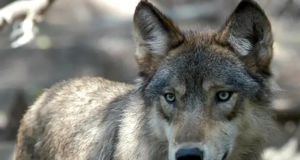 Lupi in territorio comunale, il Wwf: “Non sono pochi, occorre creare informazione e cultura”