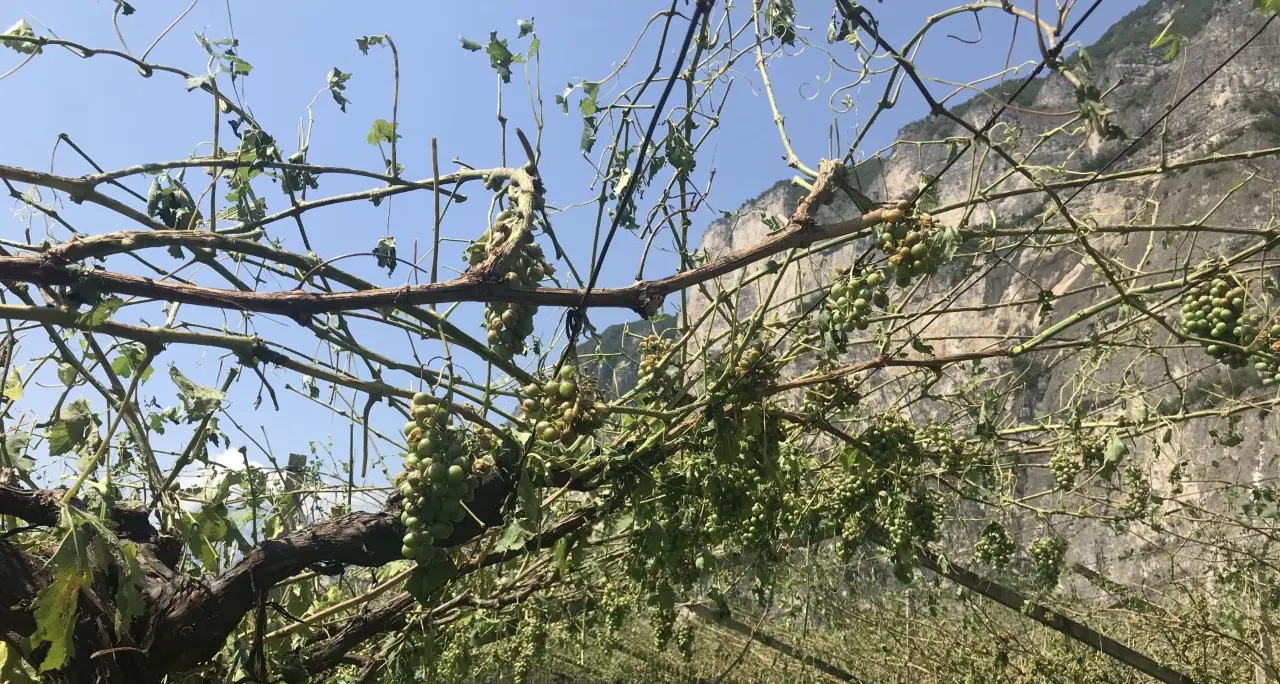 Maltempo in Trentino, nei campi danni per decine di milioni. Il Codipra: “In fumo il lavoro di un anno”