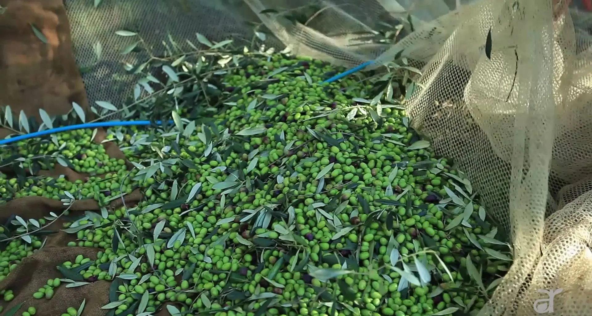 Produzione delle olive: il crollo verticale dell’Alto Garda