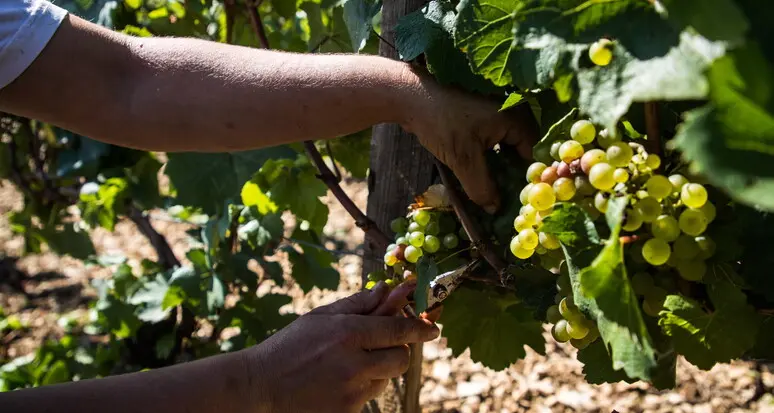 Un ddl per “sdoganare” la produzione di vini Doc e Docg con uve da vitigni Piwi