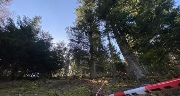 Andrea Papi ucciso dall’orso, esposto di Aidaa in procura: «Ricostruire quei tragici momenti»
