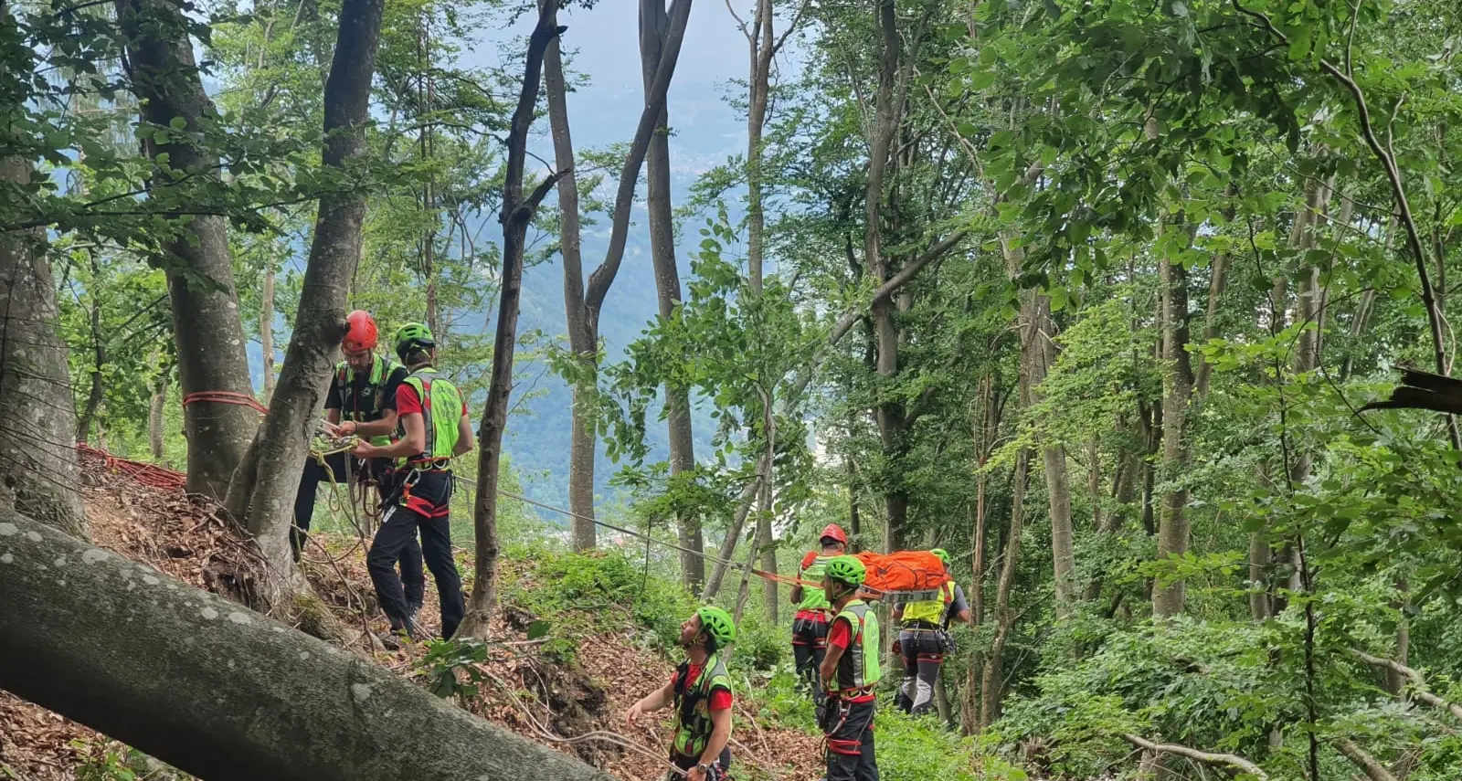 Boscaiolo muore travolto da un albero