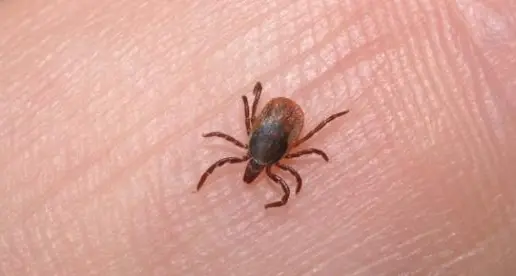 Encefalite da zecca, un caso trentino alla Ulss 1 Dolomiti