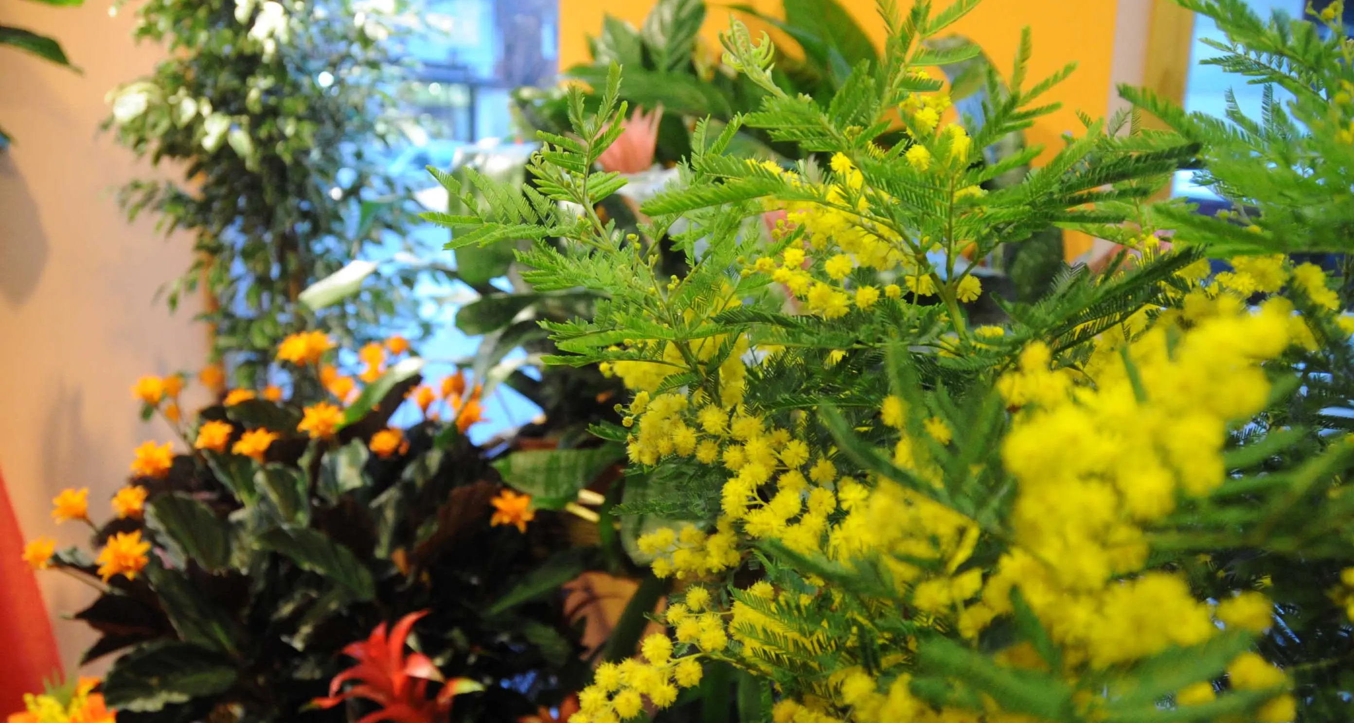 Festa della donna, commercianti trentini contro i venditori abusivi di fiori