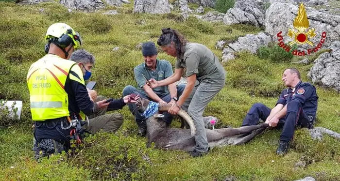 E’ morto lo stambecco che aveva ingoiato una scatoletta di tonno