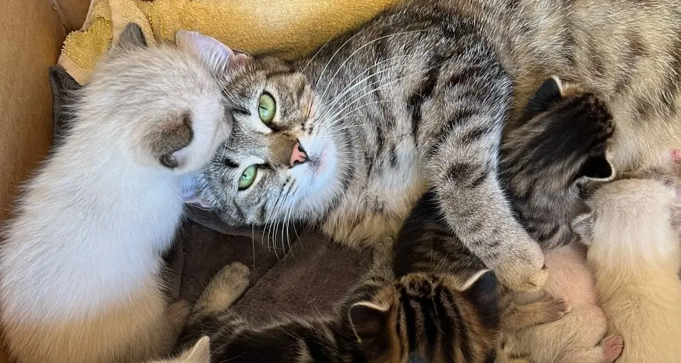Spariti sette gattini, l’appello della “famiglia adottiva” di Pergine per ritrovarli