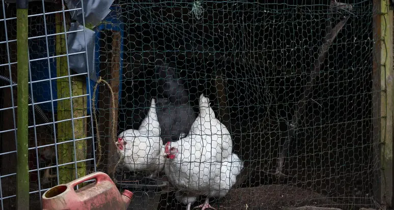 Aviaria, nuovo focolaio a Verona in un allevamento di galline