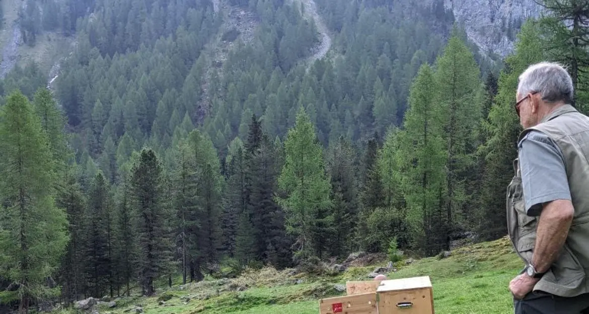 Liberata l’aquila reale recuperata lo scorso marzo in Val di Fassa