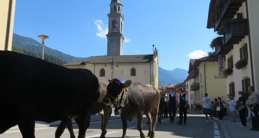 \"Malghe della Val Rendena in mano agli speculatori\": l’Unione allevatori boicotta manifestazione per protesta