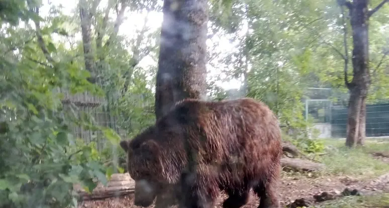 L'orso a cui è stato messo il radiocollare in Trentino è M91: aveva seguito un uomo a Molveno ad aprile