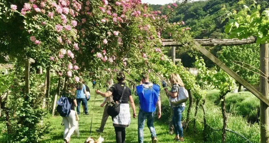 La Strada del vino invita alle “Gemme di gusto”: prenotazioni per gli appuntamenti del fine settimana in Valsugana, Giudicarie, lago di Garda e Trento