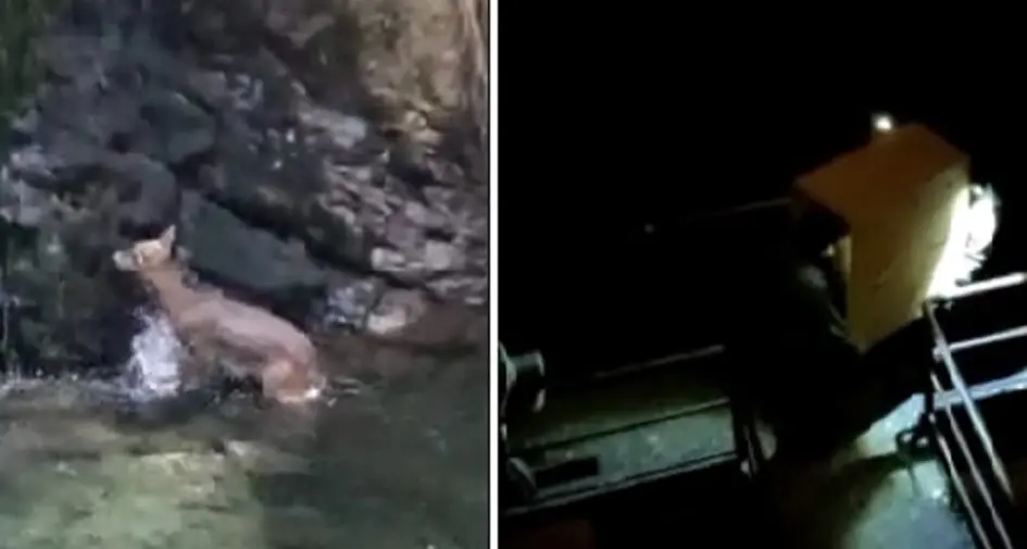 Messo in salvo il capriolo bloccato nel Leno