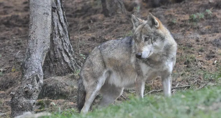 Quattro lupi trovati morti a Levico: ipotesi avvelenamento
