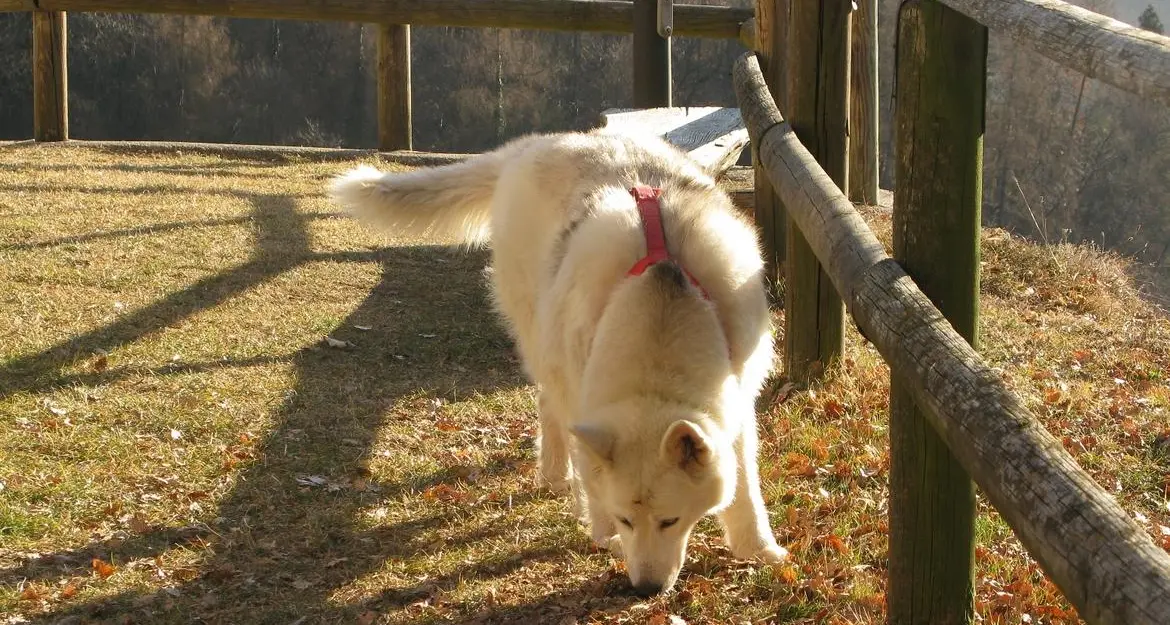 Stop ai cani alla catena, ecco le nuove regole in Trentino