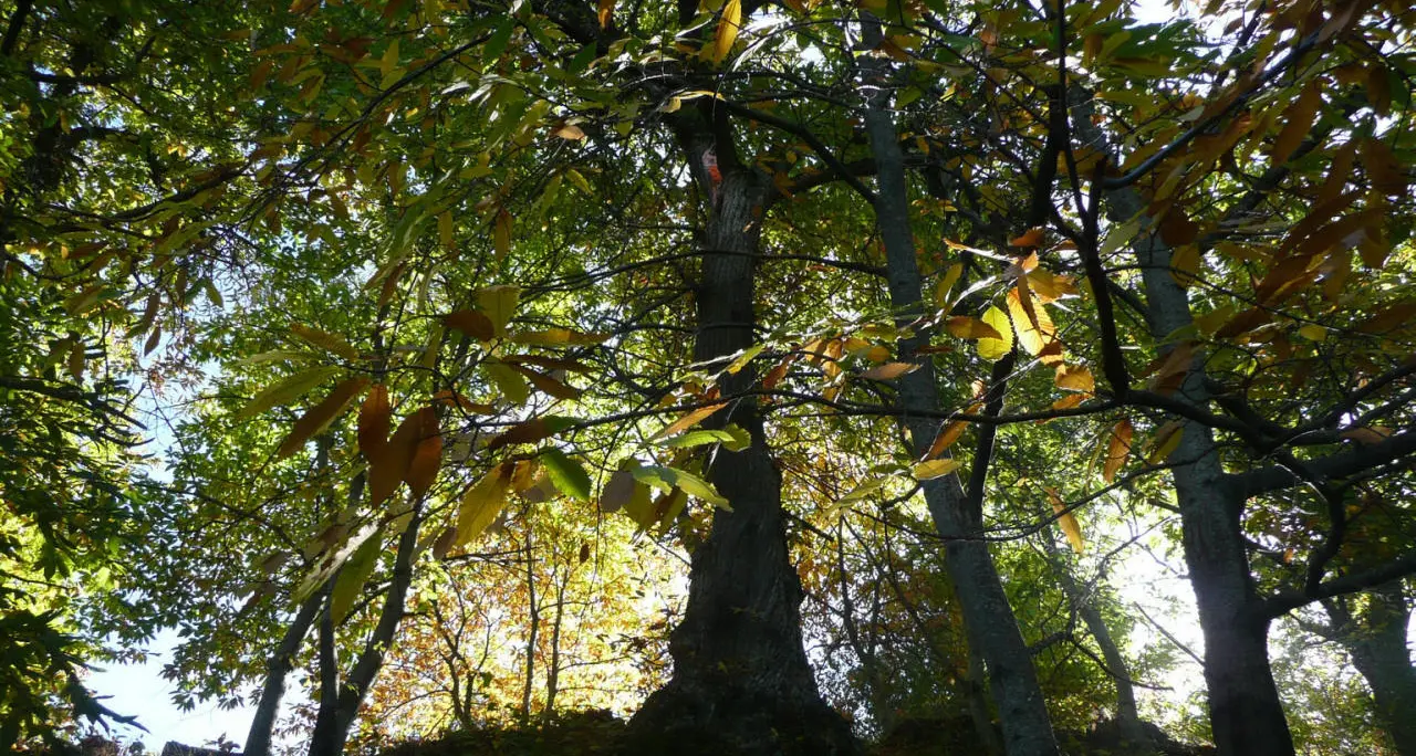 «Salva un castagno»: la campagna per gli alberi secolari in val di Cembra