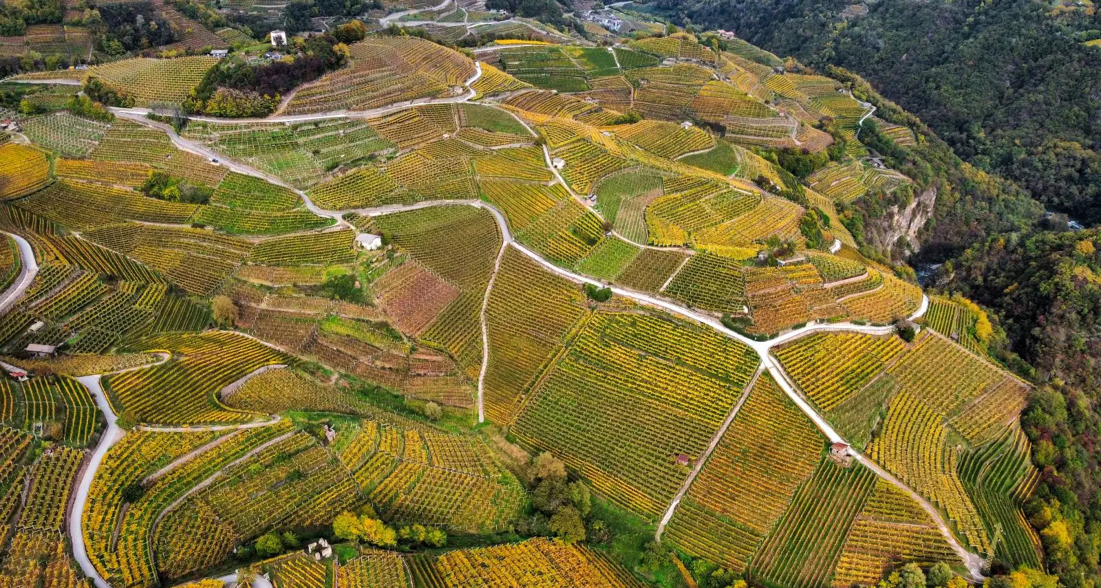 In arrivo \"Dolo-vini-miti: il festival dei vini verticali”: la Val di Cembra e le sue chicche enogastronomiche