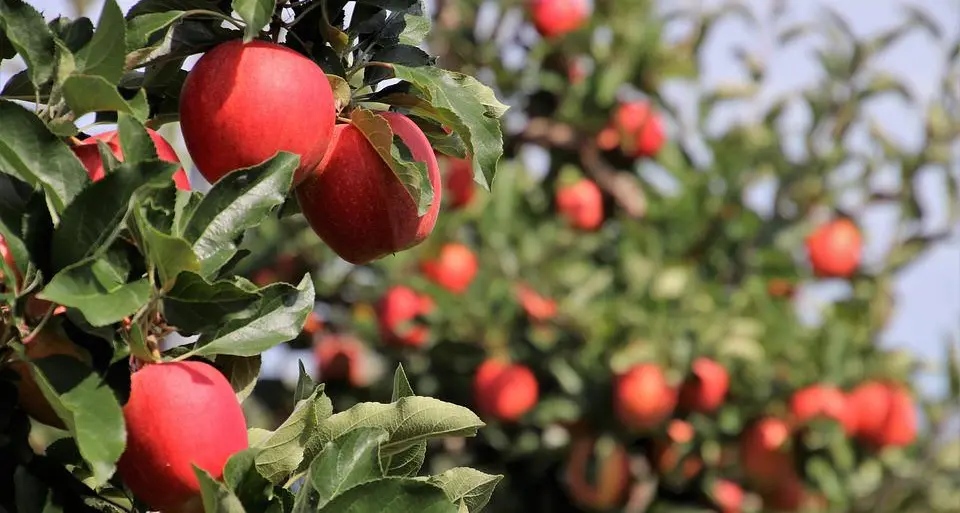 Lavorare in agricoltura? Il Trentino lancia la “campagna acquisti”