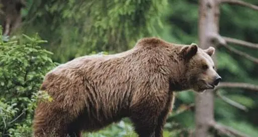Un altro orso investito nelle Giudicarie: ferito, si è allontanato