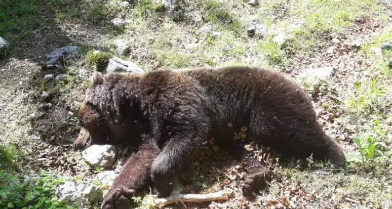 Orsi morti, Aidaa e Leal: “Fare luce sulle cause”. Negli ultimi mesi sei esemplari trovati senza vita