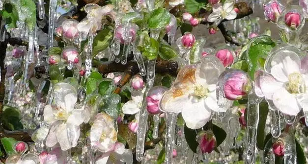 Gelate, in Trentino ancora un paio di notti a rischio
