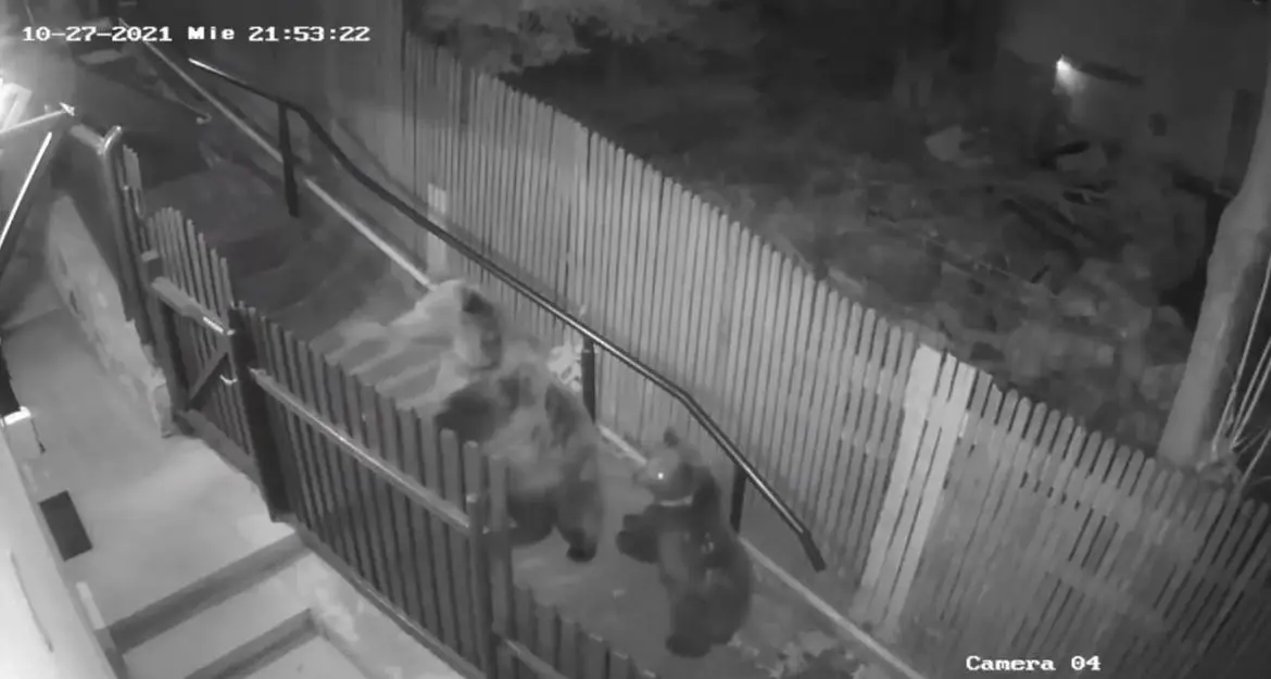 Donna inseguita fino a casa dagli orsi: il video arriva dalla Romania
