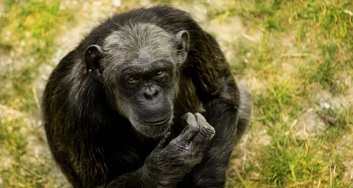 Morta Judy, la scimpanzè più anziana d'Europa: era al parco “Natura Viva”