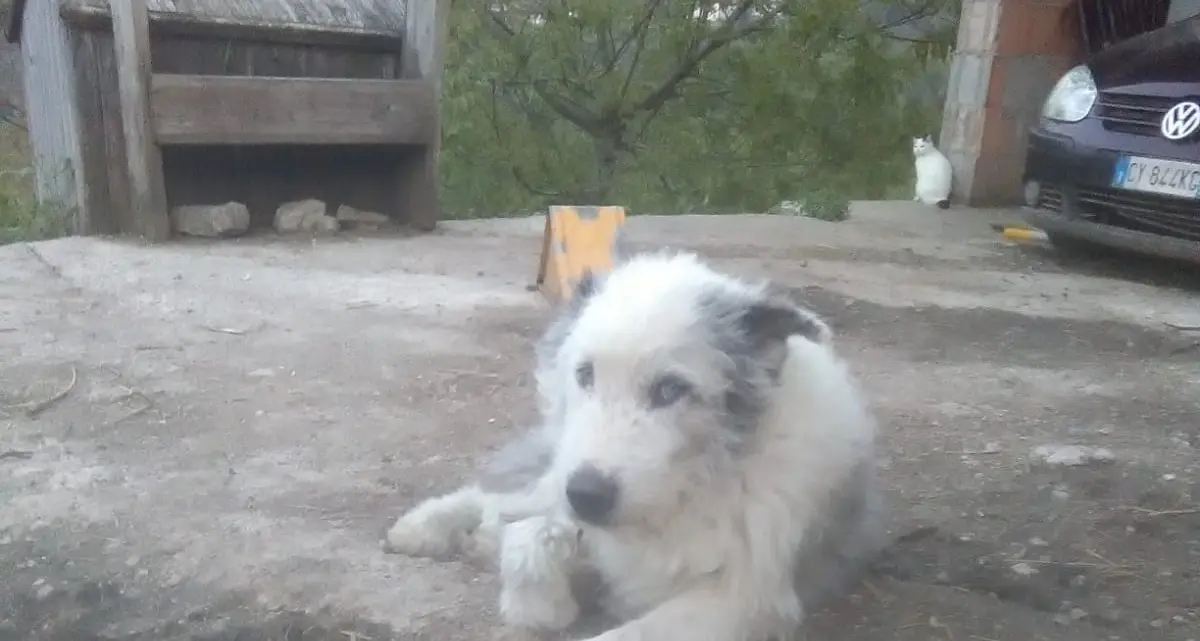 Brentonico, il cane “Vispo” ucciso dai lupi a pochi metri dalla case