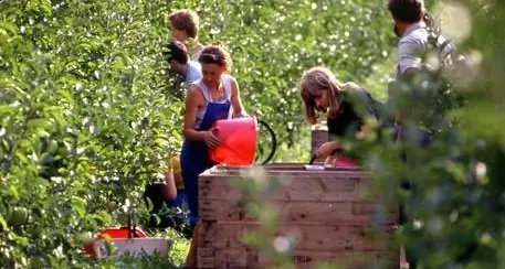 Raccogliere le mele e scoprirne la lavorazione: nelle valli del Noce arriva “Mela Colgo”