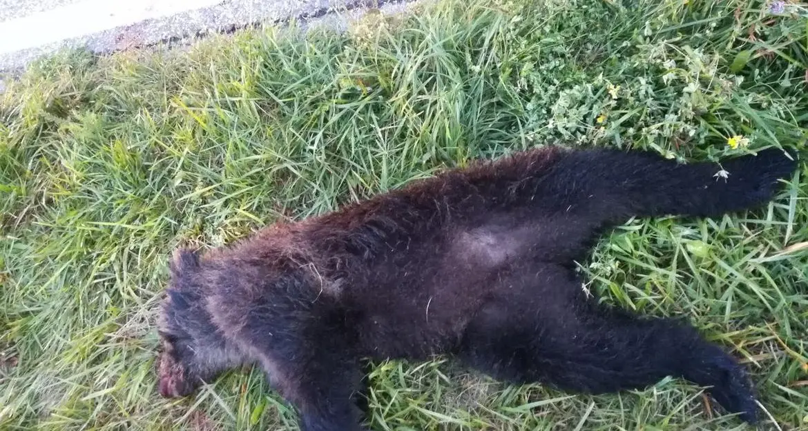 Vermiglio, cucciolo di orso bruno investito e ucciso nella notte